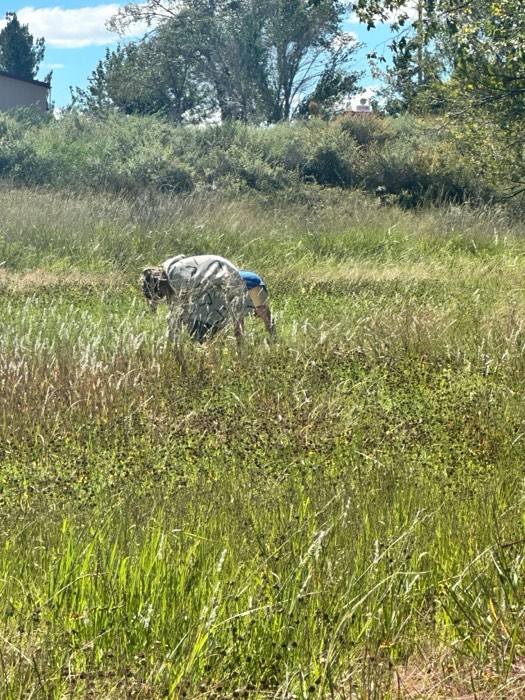 A student exploring a grassy field