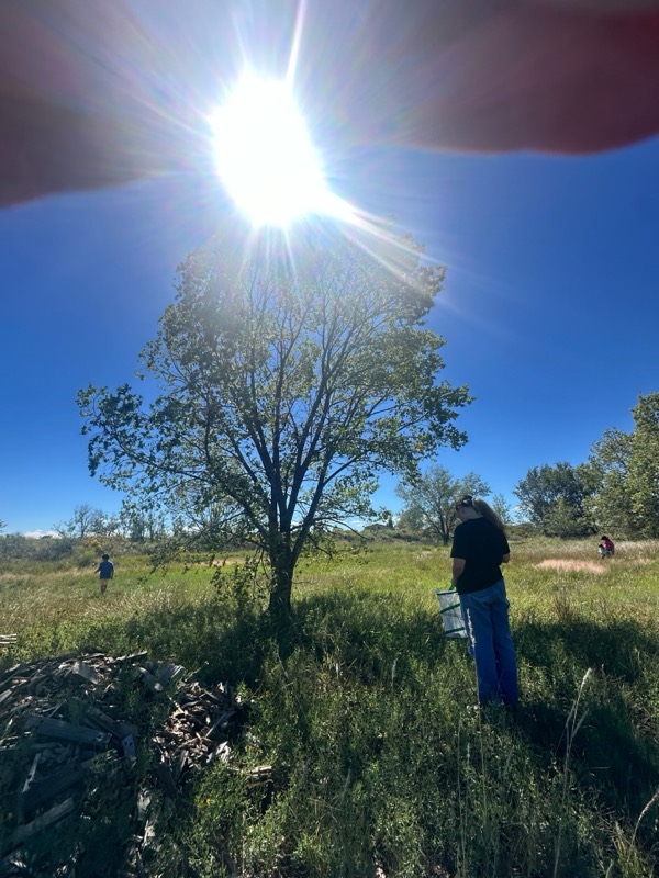 A tree in a sunny meadow under a bright blue sky